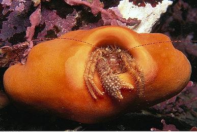 《刺客信条：幻景》或将成为首款登陆Infinity平台的游戏